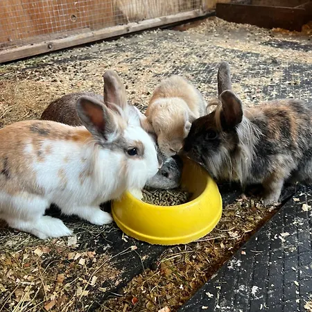 Mjuklia Gjestegard Gjestgiverier